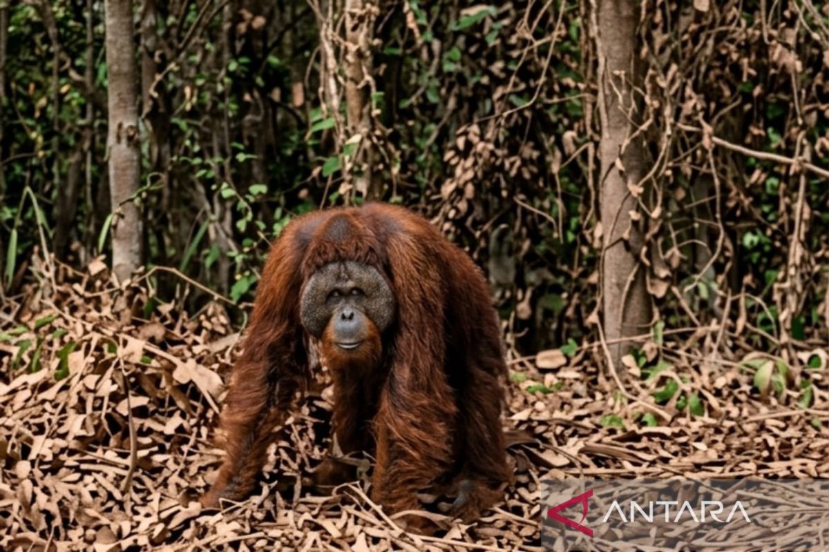 Tim BKSDA bersiap melakukan penanganan terhadap orangutan yang tersesat atau membutuhkan bantuan di area yang rawan konflik manusia-satwa.