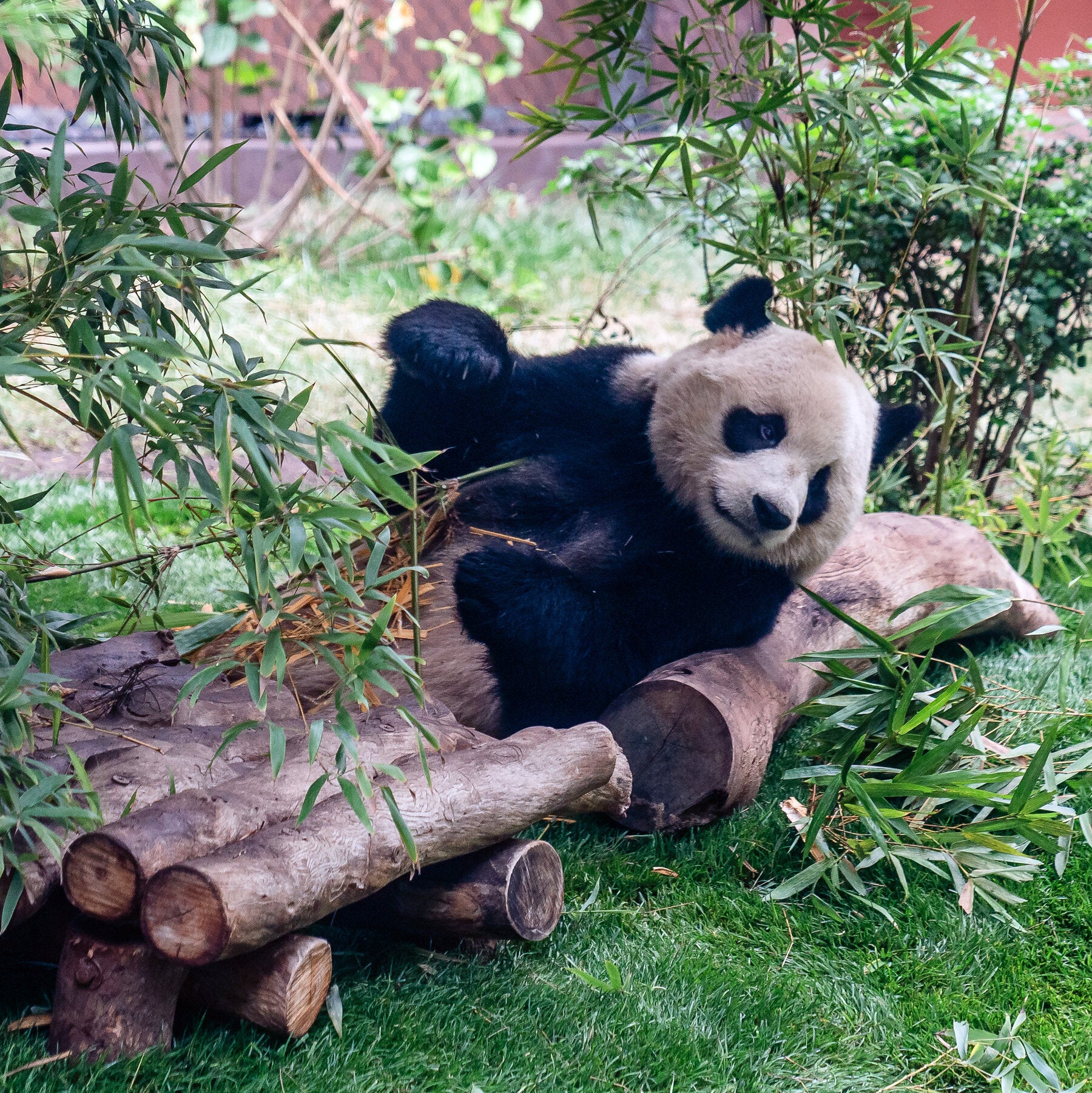 Panda raksasa Ping Ping dan Fu Shuang, duta persahabatan baru Tiongkok, tiba di Amerika Serikat. Kehadiran mereka memicu diskusi hangat tentang dinamika hubungan bilateral kedua negara.
