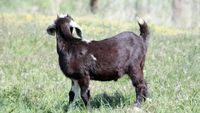 Seorang anak berinteraksi dengan anak kambing di sebuah kebun binatang keliling. Hampir 300 warga AS terpapar rabies dari hewan di pameran serupa di Michigan.
