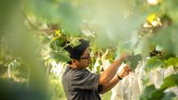 Petani Jepang menggunakan teknologi modern dalam pengelolaan pertanian, perpaduan tradisi dan inovasi untuk rantai pasok yang efisien dan menguntungkan.