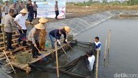 Anggota Polda Metro Jaya bersama masyarakat setempat saat proses panen raya ikan dan udang di Muara Gembong, menunjukkan sinergi kuat untuk ketahanan pangan dan ekonomi lokal.