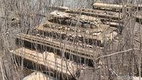 Puluhan makam kuno kembali terlihat di dasar Waduk Gajah Mungkur, Wonogiri, saat volume air menyusut drastis akibat kemarau panjang, mengingatkan pada desa-desa yang tenggelam di balik genangan air bendungan.