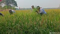 Tim Pertamina EP Jatibarang Field berinteraksi langsung dengan petani, memberikan pendampingan dan bantuan untuk meningkatkan hasil panen dan produktivitas pertanian.