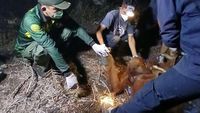Raya, induk orang utan, bersama anaknya Rayu pasca-evakuasi dari area terpapar Karhutla di Kotawaringin Timur, Kalimantan Tengah. Keduanya kini dalam observasi tim konservasi untuk pemulihan.