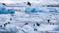 Pemandangan lapisan es di Greenland yang terus mencair, sebuah simbol nyata dampak krisis iklim global.