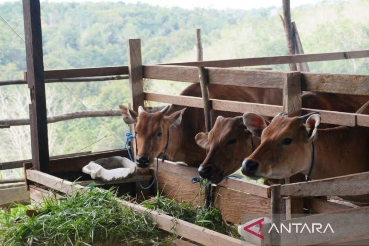 Peternak lokal Kalimantan Timur bergotong royong dalam program Pengembangan Desa Korporasi Ternak untuk ketahanan pangan hewani.