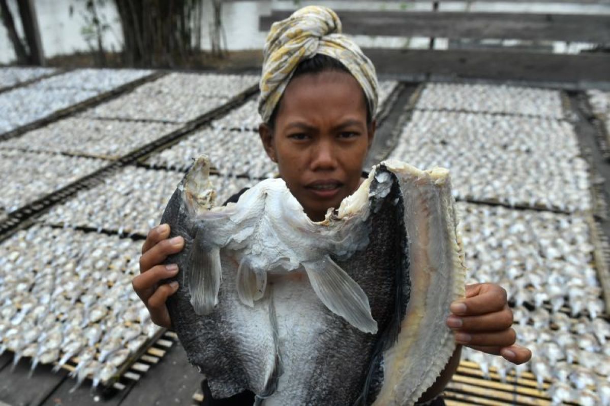 Seorang pekerja memeriksa ikan asin yang sedang dijemur, di tengah tantangan kabut asap yang menghambat proses pengeringan dan mengancam kualitas produksi.