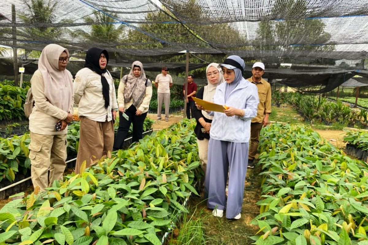 Petani kakao merawat tanamannya. Bantuan bibit diharapkan dapat merevitalisasi perkebunan dan meningkatkan hasil panen secara berkelanjutan.