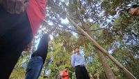Petani di wilayah Bali bagian utara siap menerima bantuan benih manggis dan durian dari Kementerian Pertanian untuk meningkatkan produktivitas daerah.