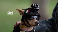 Comando, anjing Chihuahua anggota terbaru Garda Nasional Meksiko, tampil gagah berbalut rompi taktis dan kacamata hitam. Kehadirannya menandai pendekatan baru dalam strategi keamanan dan komunikasi.