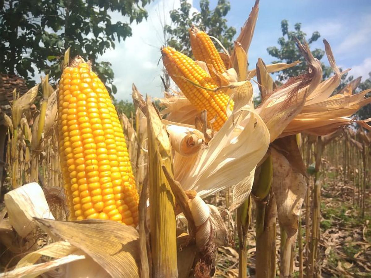 Gudang penyimpanan jagung sebagai infrastruktur vital untuk menopang ketahanan pangan nasional dan mendukung kebutuhan peternak.